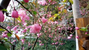 これも桜だと思う。