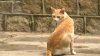 松山公園の野猫たち、