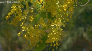 たまごボーロみたいだぁ～(=^▽^)σ