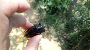 中国紅の蝉だぁ～(=^▽^)σ