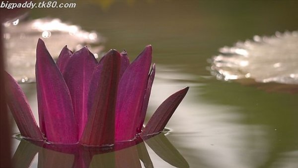 ここの蓮花が最も美しい＼（⌒∇⌒）／