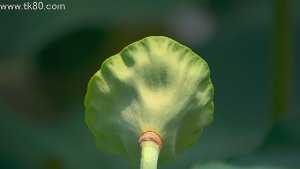 食してみたら～(=^▽^)σ