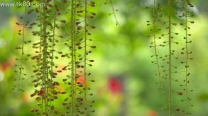 見知らぬ花～(〃⌒ー⌒)/