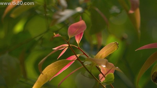 夏祭りの前、笔架山公园＼（⌒∇⌒）／