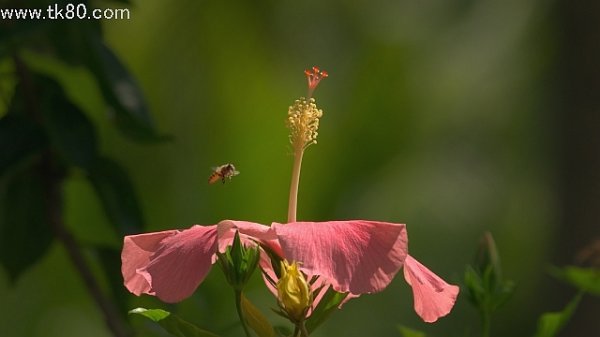 おいオイ Siri～ (￣Д￣；；