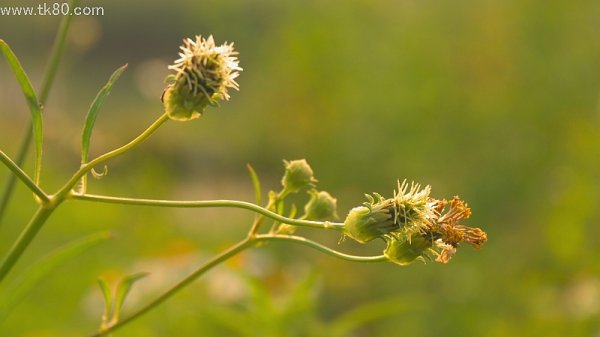 花園、天井から雨漏り～～(｀ﾍ´) ﾌﾝﾀﾞ!!!