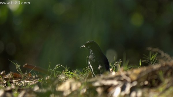 直に居なくなる(￣Д￣；；