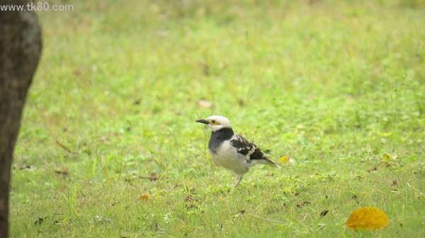 コッチを見ている＼(＾▽＾)／