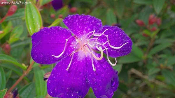 恨めしい！！(｀Д´) ムキー!