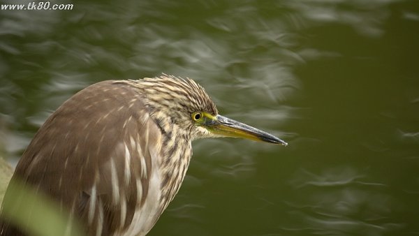 こんな感じが良い！(=^▽^)σ