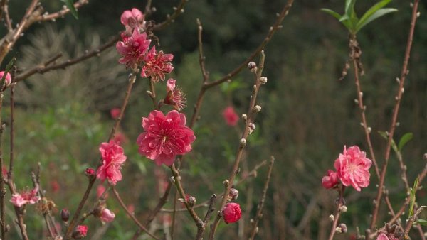 梅は咲いた～桜は未だかいなぁ～。