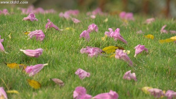 桜の替わりとしは良い、、、
