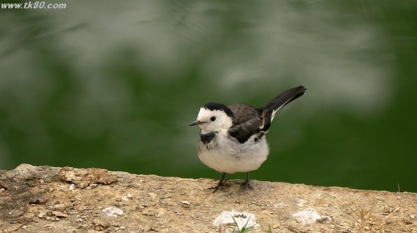 チョロチョロ、、、