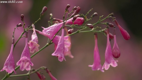 取りあえず買っとこ、、、