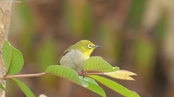 春節が気になり始めた～、、、