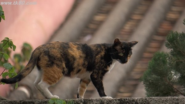 猫、ネコ、ねこ。