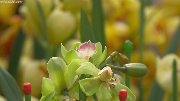 チケットをGET！