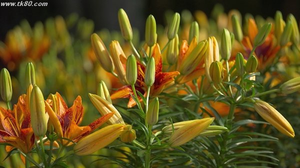 桂林・ヤンスウに花市があればぁ～