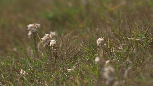 土筆とは違う。。。