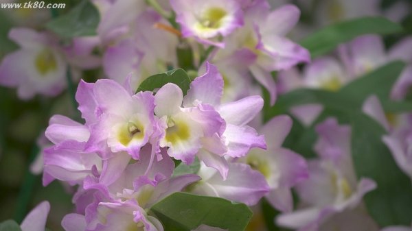 元宵節？まだお正月だったノ～？？