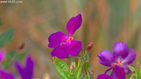 RSSが反映されない件、、、