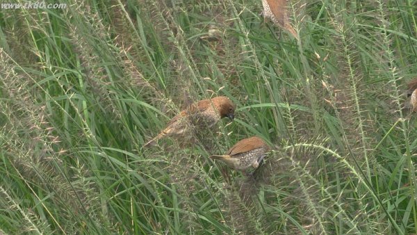 スズメじゃ無い(^○^)