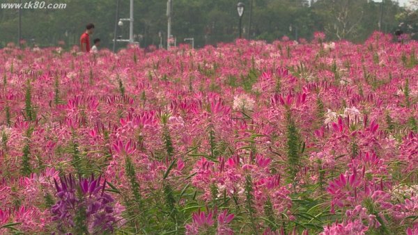 人才公園の深セン湾側の所(^○^)