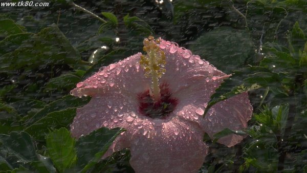 スプリンクラー(^○^)/