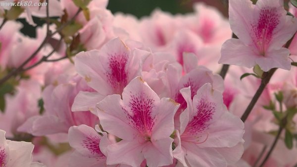 桜を見たい！！(；´Д｀)