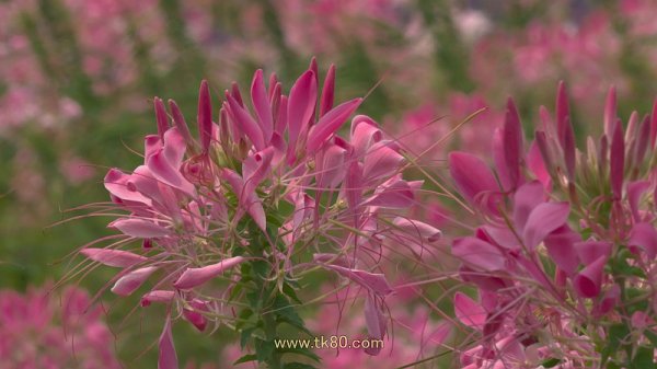 テイストが変わったf(^_^；)