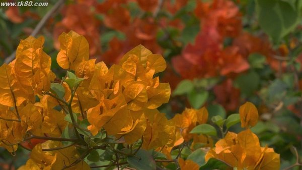 ちょっとトラウマ～(^-^)