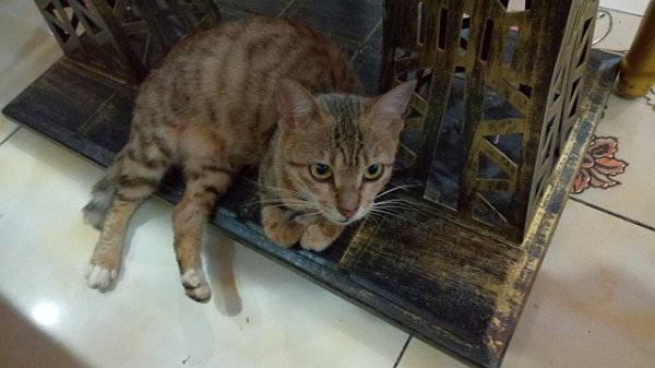 蘭州らーめん(^_^)