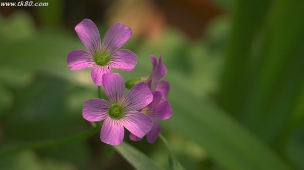 さすがに昨晩は、、、、