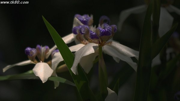 二日後にはもう落ちていたf(^_^；)