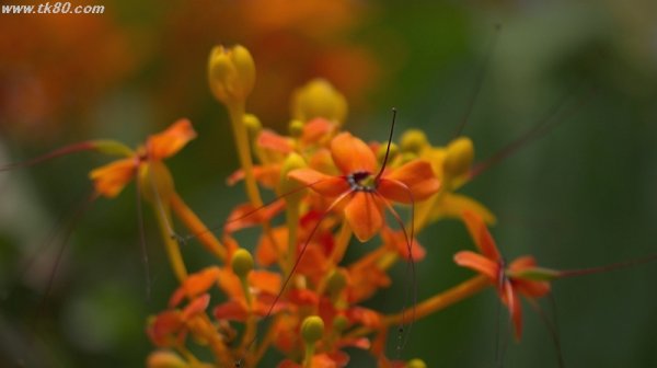 先っぽ～f(^_^；)