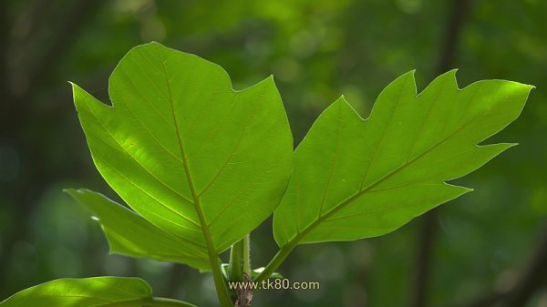 退屈(´；ω；｀)