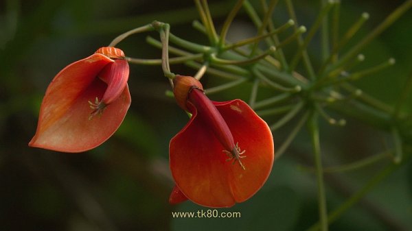 マカオに行かず(´；ω；｀)