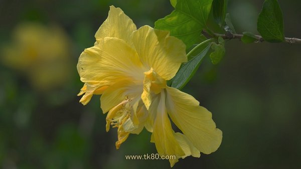 新ＳＩＭを買って困った事、f(^_^；)