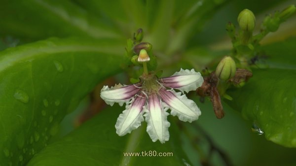 マングローブ＼(^o^)／