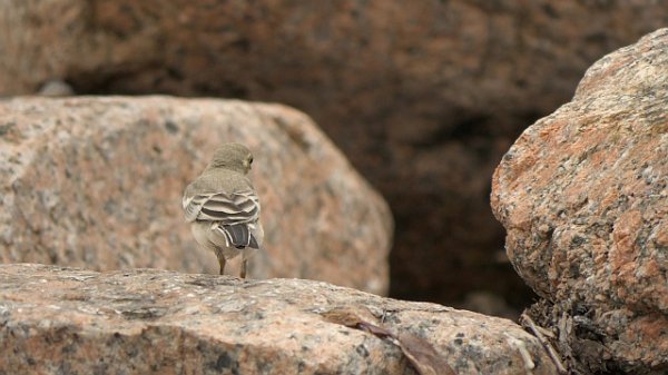 Firefox復旧した？？(^q^;)