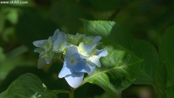 早すぎた！！鎌倉の明月院f(^_^；)