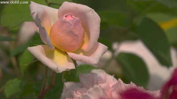 関内をネジロに～(^○^)～