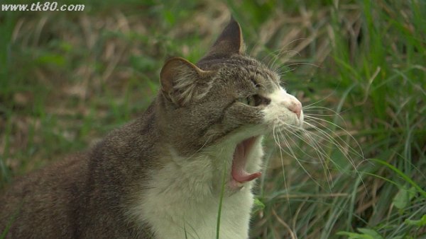 飛鳥公園猫～f(^_^；)