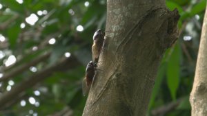 アブラ蝉、ニイニイ蝉？？