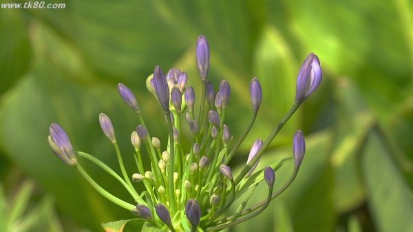 スコール！！＼(^o^)／