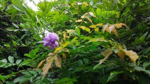 藤の花～修正しますm(_ _)m