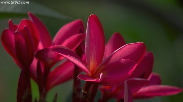 剥け始めた(^○^)