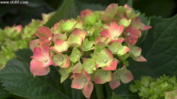 春節のアジサイ・・・(´；ω；｀)