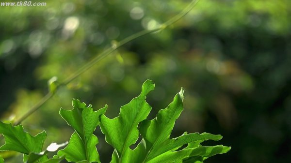 身の丈の芋！！～