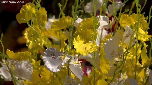 造花だと思います～f(^_^；)